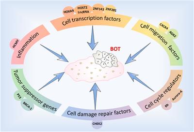Advances in understanding the molecular mechanisms of borderline ovarian tumors
